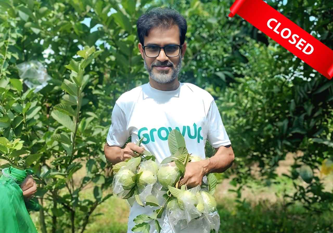 Guava Export-2